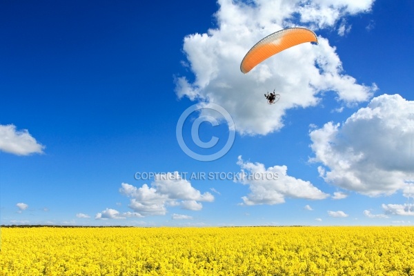 Champ de colza parapente liberté Champ de colza parapente liberté