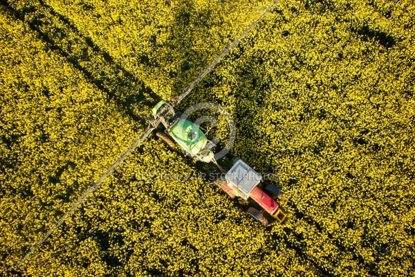 epandange pesticides champs de colza