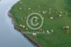 Vaches vues du ciel dans le  bocage vendéen
